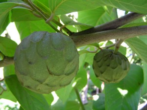 Le Chérimolier qui produit le fruit de annona cherimola cherimoya